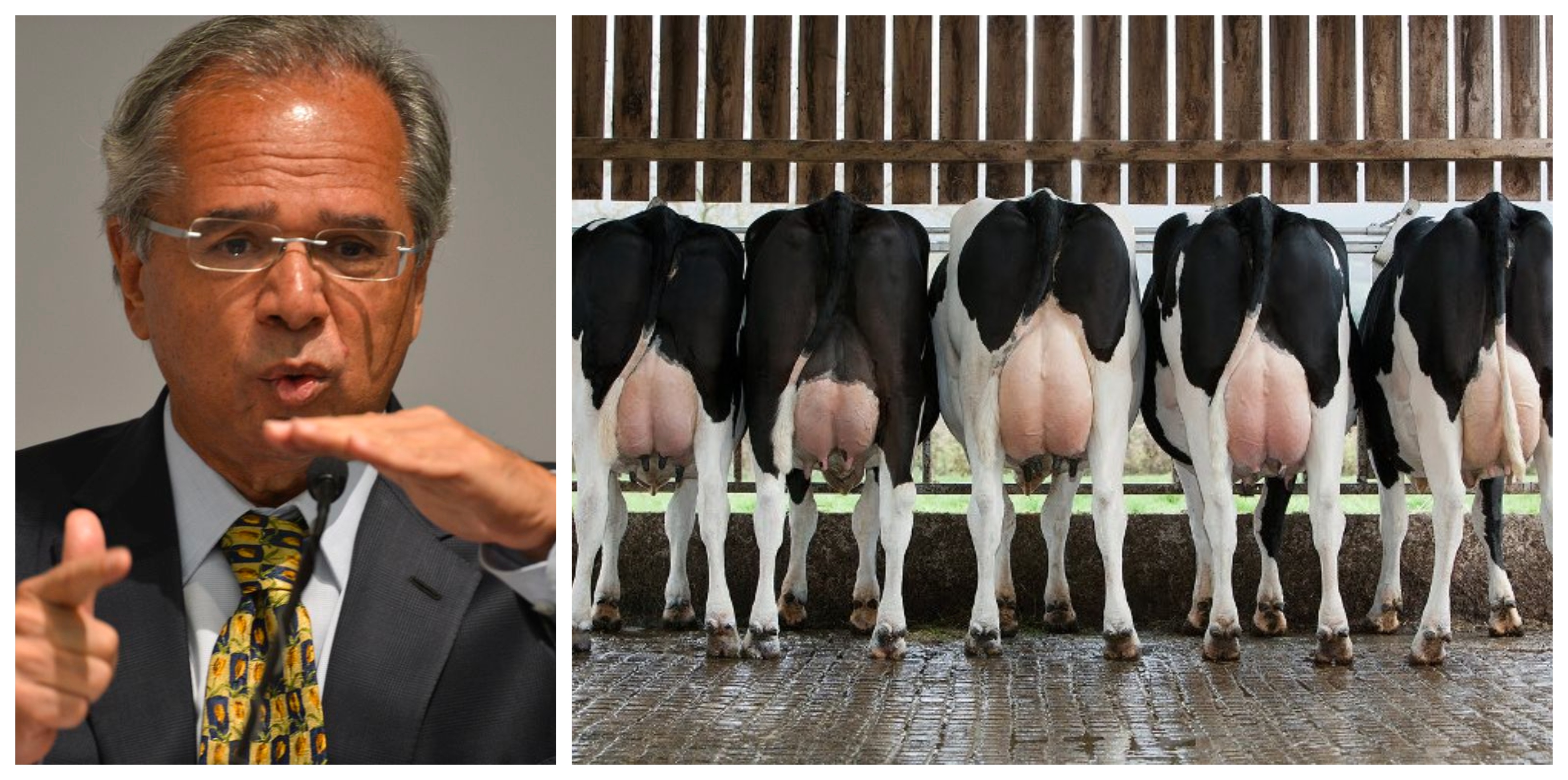 Marcelo Zero: Guedes extermina setor leiteiro do Brasil; mamadeiras de piroca do bolsonarismo já virão com leite em pó europeu