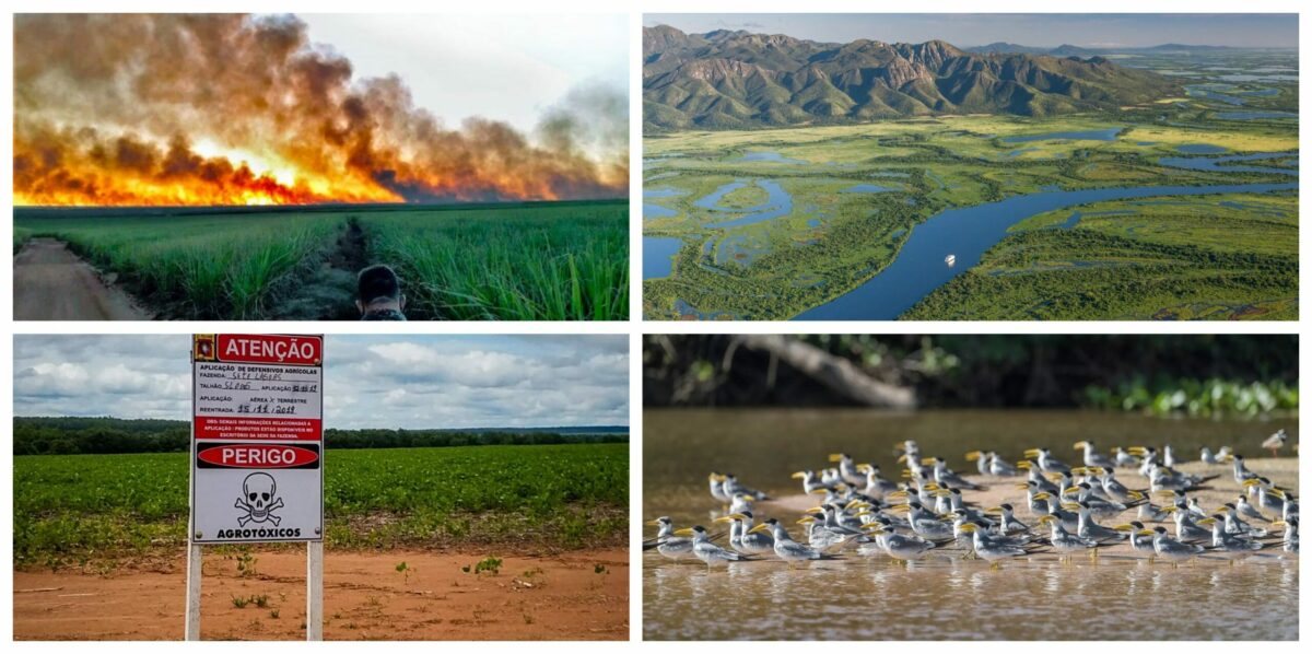 Débora Calheiros: Um meteoro está caindo no Pantanal e vai sobrar para todos nós